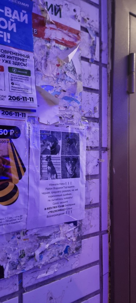 Креативные объявления стали украшением подъездов