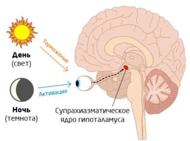 Циркадные ритмы и похудение: как биологические часы помогают сбросить лишний вес