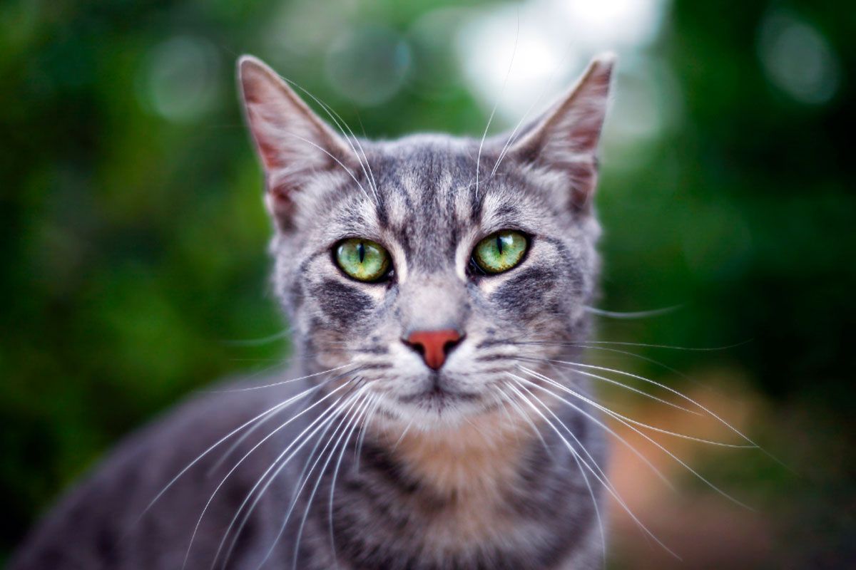 ���������� � �������: ��� ���������� �������� ������������