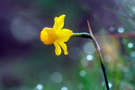 Почему нарцисс не чувствует эмпатии и имитирует человеческие эмоции