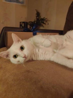 Как провести последние дни с любимцем: внимание важнее времени