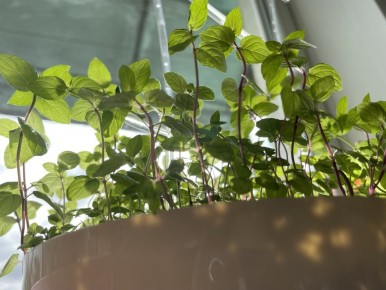 ������ �������� ������ ��� ������ ������