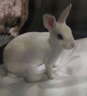 � ����� ���� �������� �������� �����: ����������� � ���������