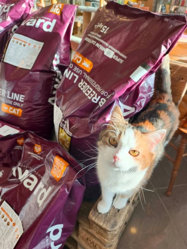 ������ � ���: ������� ������� �� ����� �������� ��������