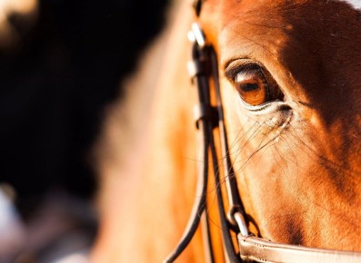 ����� ������ ���������� ���������� ����