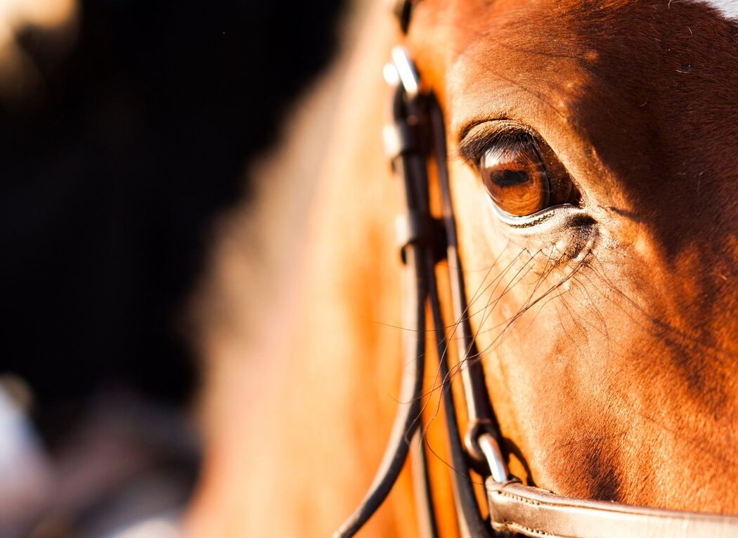 Когда лошадь становится отражением души