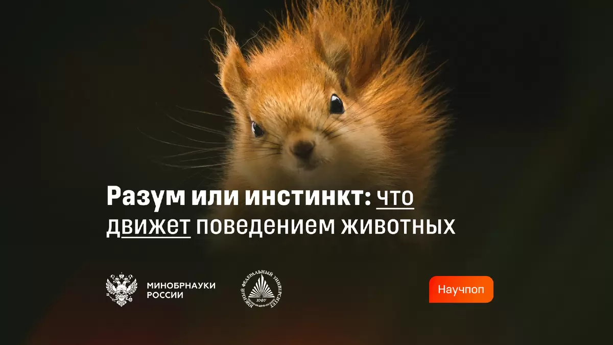 Тайны животного разума: от рефлексов к осознанному поведению