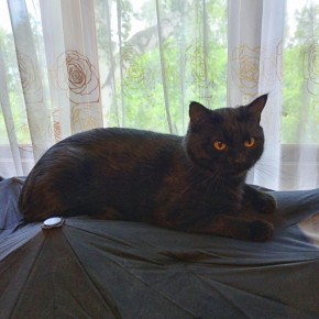 ��� ���������������� ��������� ���� �������